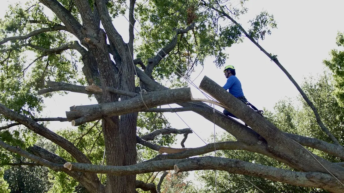 Professional Crown Thinning performed by certified arborists in Bruceville
