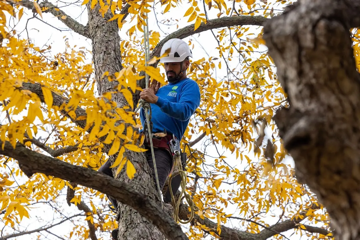 Skilled Tree Disease Treatment crew working in Bruceville